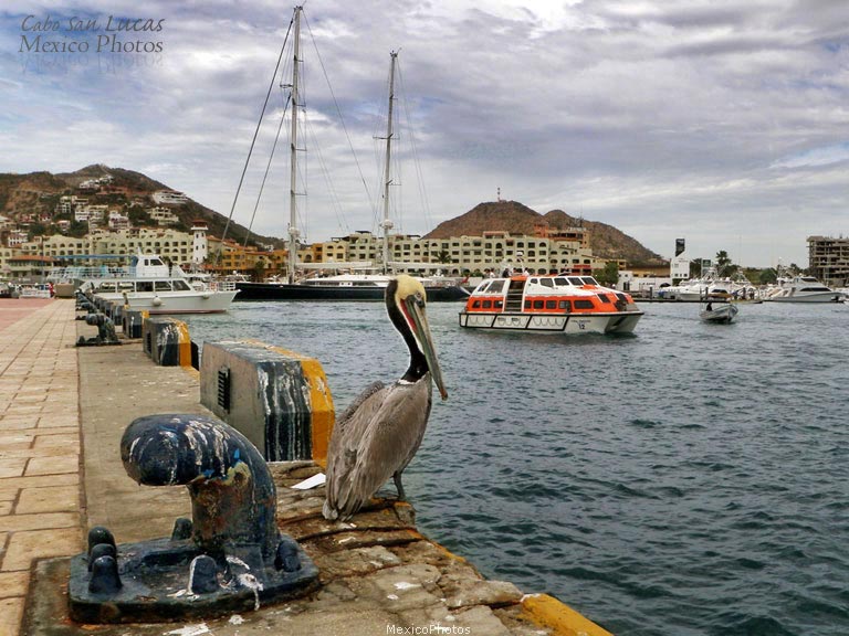 Cabo San Lucas Pelican