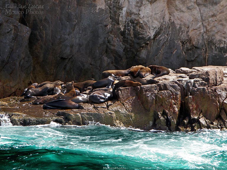 Cabo San Lucas Sea Lions