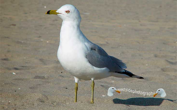 Seagull Beachbird