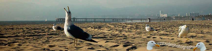 Seagulls On The Beach