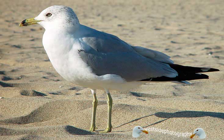 Seabird
