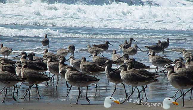 Beach Seabirds Flock