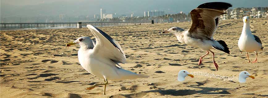 Seagulls On The Beach