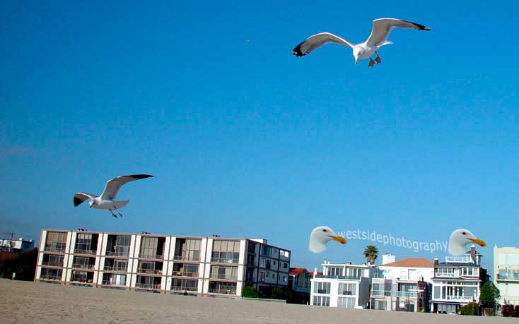 Seagulls Flying on Beach