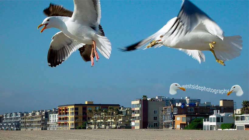 Seagulls on Beach