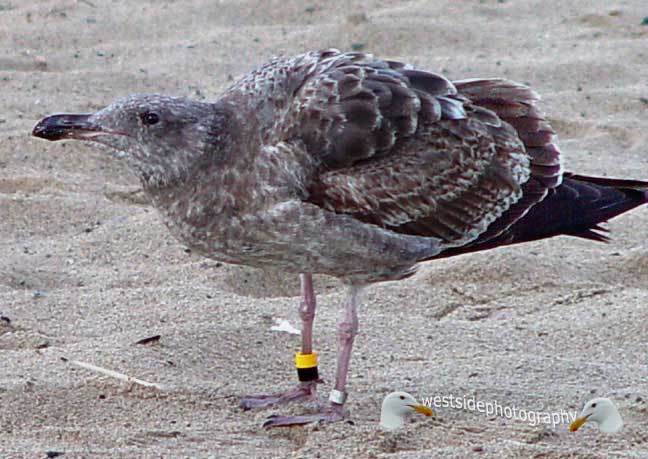 Gray Seabird with Rings