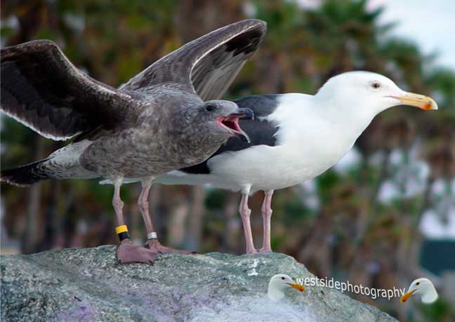 Gray Seabird Look