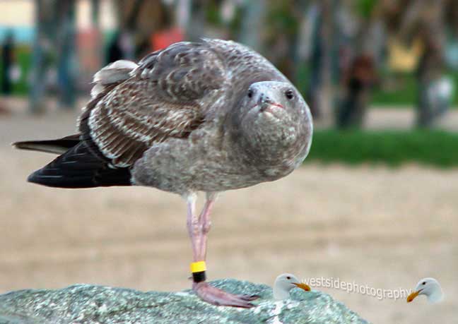 Gray Seabird Look