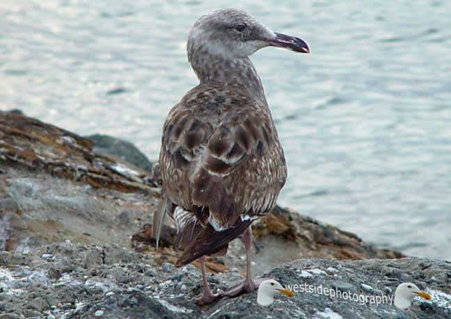 Gray Seabird