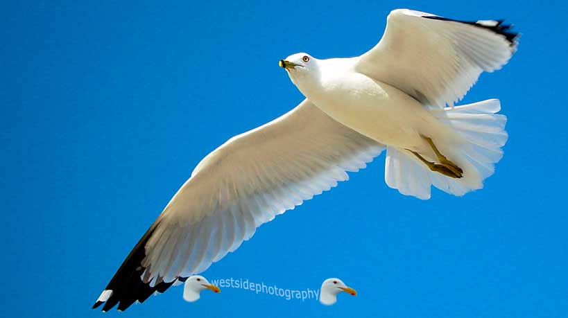 Seagull Flying