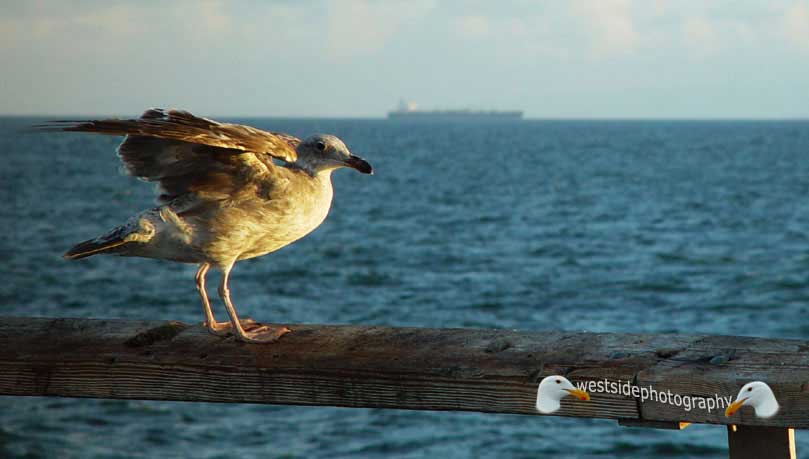Seabird and a Ship