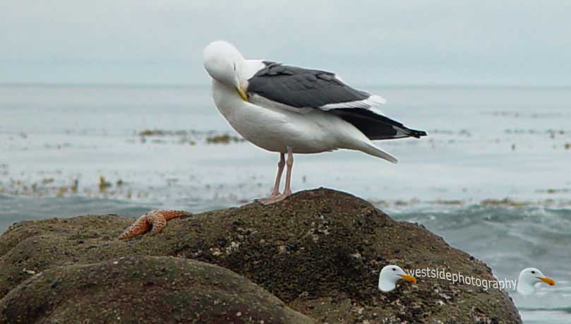 Seabird and Seastar