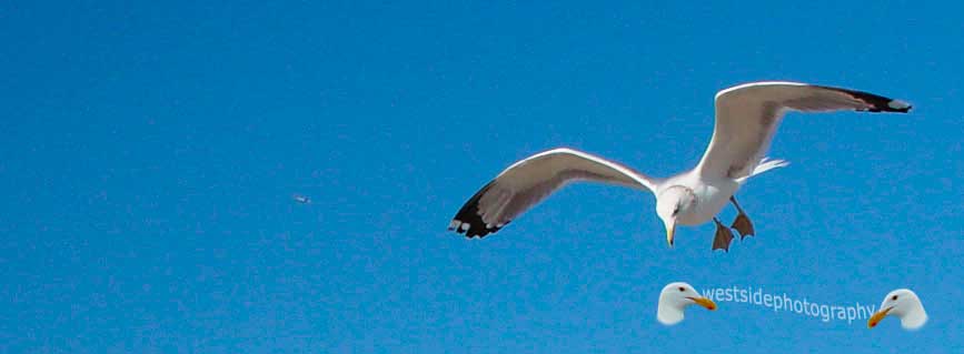 Seagull Glide