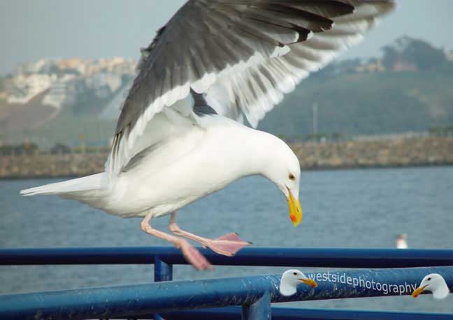 Seabird Landing