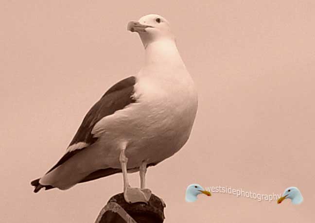 Seabird Pose