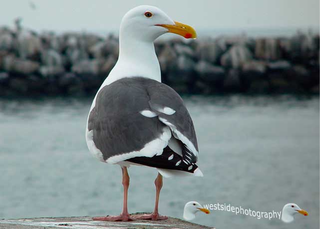 Seagull Walkaway