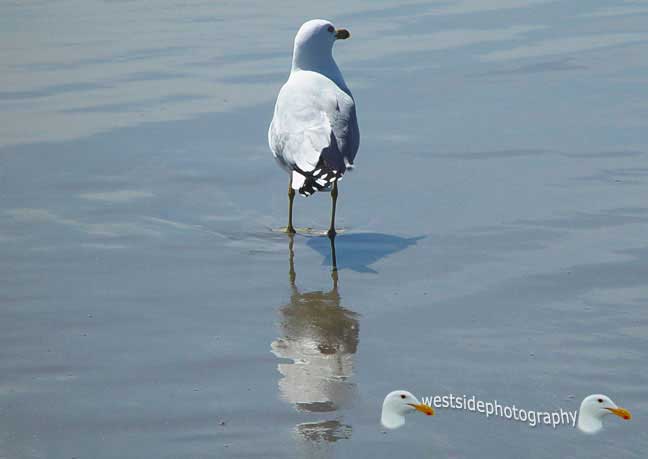 Seabird Reflection