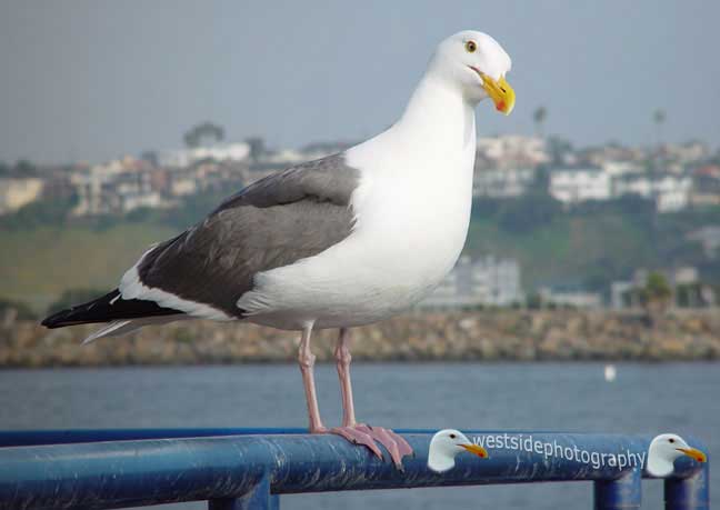 Seabird Interested