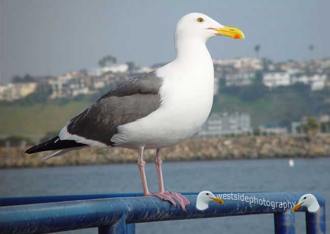 Seabird Profile