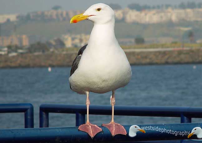 Seabird Sitting