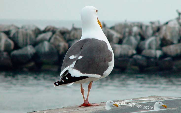 Seagull Walkaway