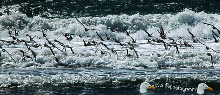 Seabirds Flock