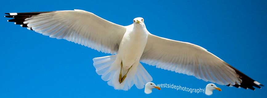 Seagull
