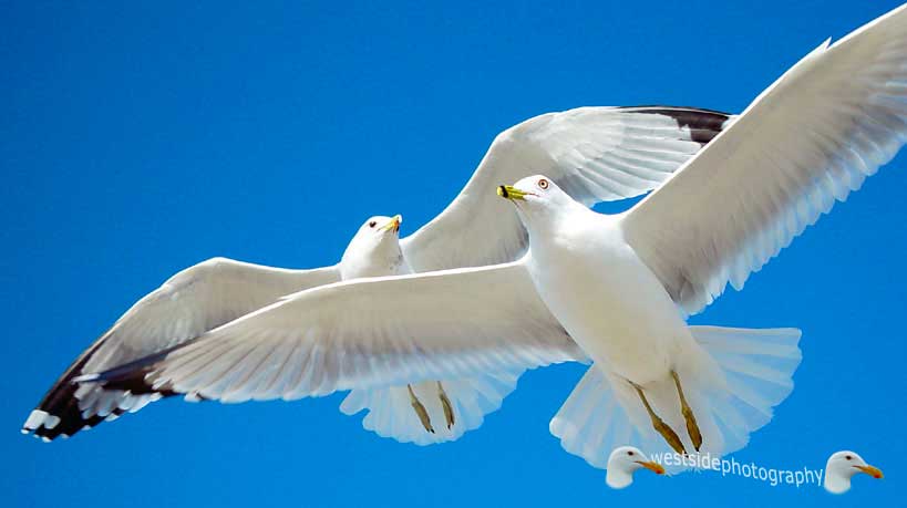 Seagulls Flying Over Beach