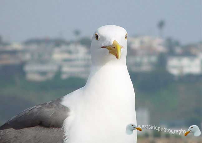 Seagull Look