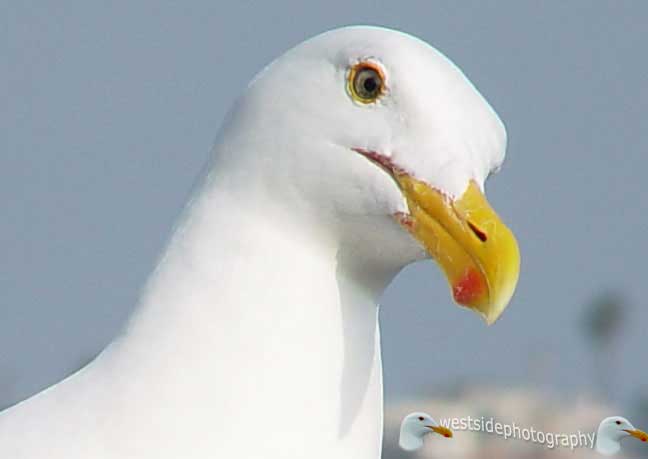 Seabird Interested