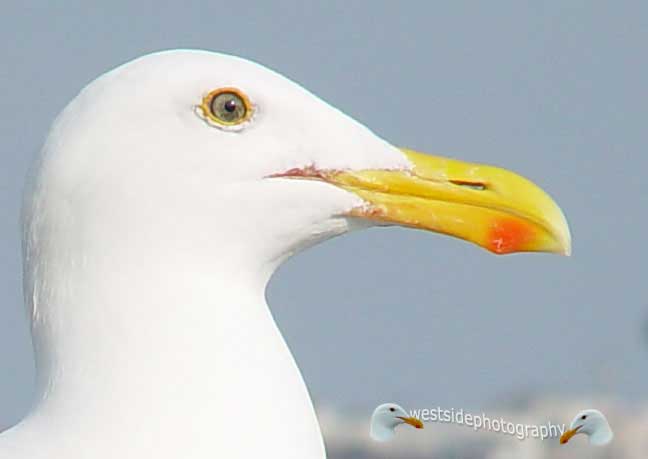 Seagull Profile Close