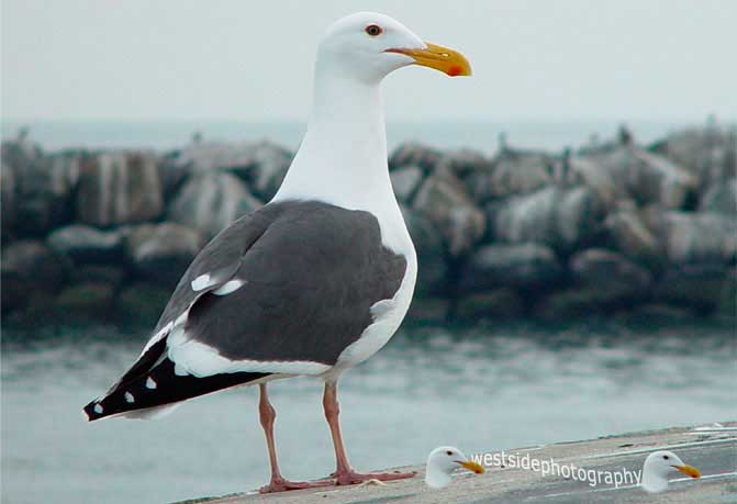 Seagull Profile