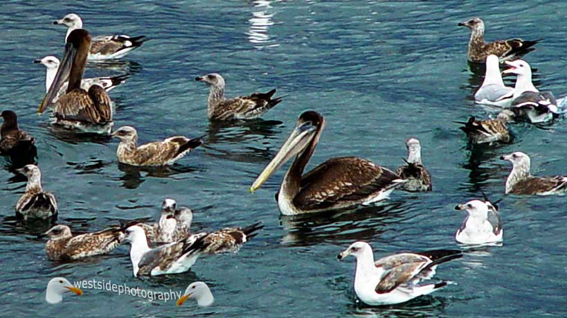 Seagulls and Pelicans