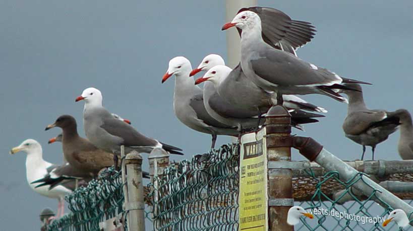 Seagulls on Fence