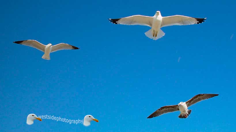 Seagulls Flying Over Beach
