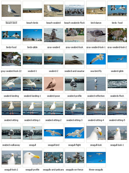 West Side Beach Birds
