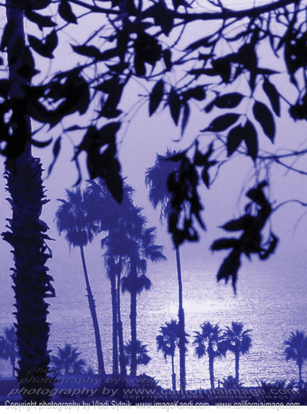 Frosted Palms. Winter