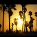 Sunset Palms