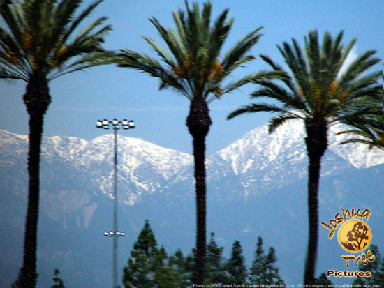 Palms