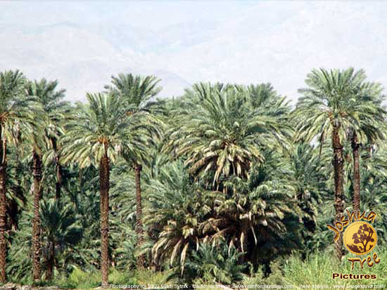 Desert