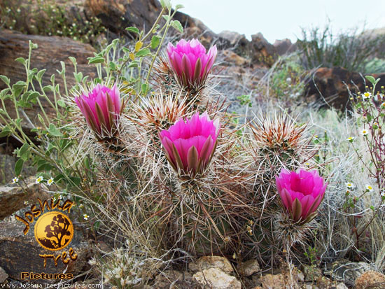 Flowering