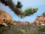 Joshua-Tree-Desert-April
