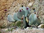 Joshua-Tree-Desert-April