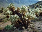 Joshua-Tree-Desert-April