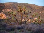Joshua-Tree-Desert-April