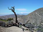 Joshua-Tree-Desert-April