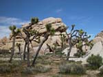 Joshua-Tree-Desert-April