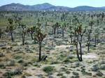 Joshua-Tree-Desert-April