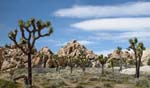 Joshua-Tree-Desert-April