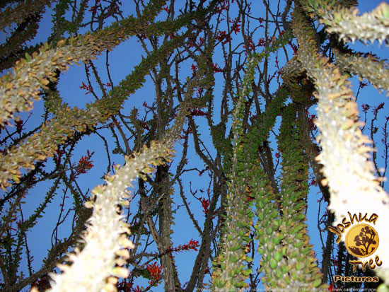 Ocotillo